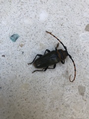 Retrachydes thoracicus