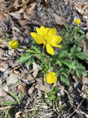 Ranunculus macranthus