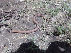 Amphisbaena darwinii