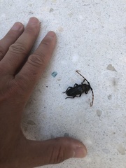 Retrachydes thoracicus