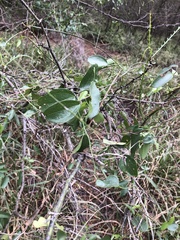 Cocculus diversifolius