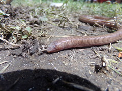 Amphisbaena darwinii