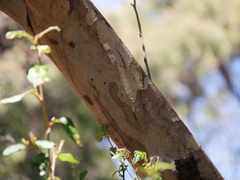 Eucalyptus conferruminata