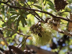 Eucalyptus conferruminata