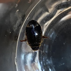 Thermonectus