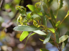 Eucalyptus conferruminata