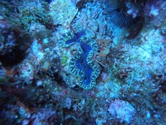 Tridacna maxima