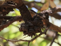 Eucalyptus conferruminata