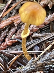 Conocybe filaris
