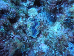 Tridacna maxima