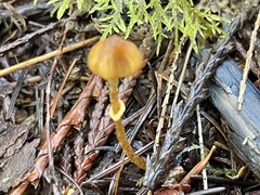 Conocybe filaris