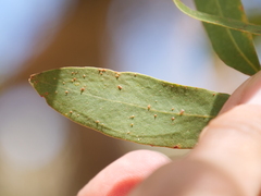 Eucalyptus conferruminata