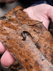 Plethodon ventralis