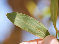 Eucalyptus conferruminata