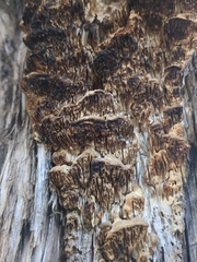 Subantrodia juniperina