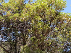 Eucalyptus conferruminata