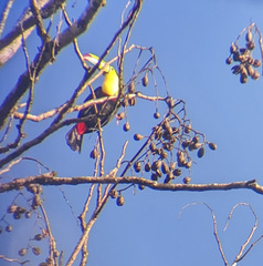 Ramphastos sulfuratus image