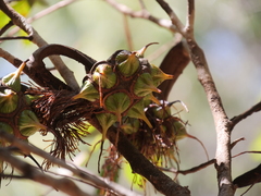 Eucalyptus conferruminata