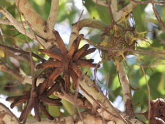 Eucalyptus conferruminata