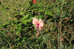 Hibiscus × archeri