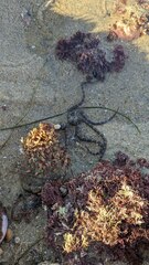 Ophioderma panamense