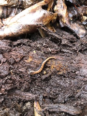 Plethodon ventralis