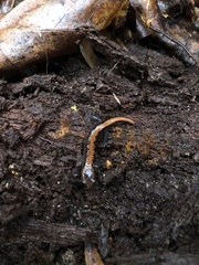 Plethodon ventralis