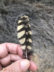 Caprimulgidae