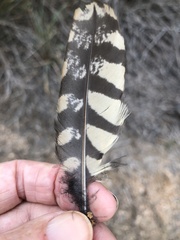 Caprimulgidae