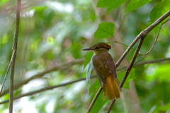 Onychorhynchus coronatus