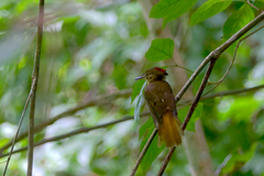 Onychorhynchus coronatus