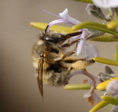 Anthophora plumipes