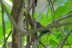 Cantorchilus semibadius