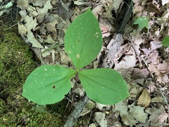 Trillium