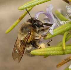 Anthophora plumipes