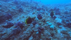 Chaetodon flavirostris