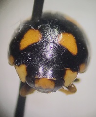 Brachiacantha