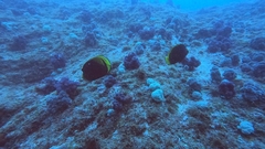 Chaetodon flavirostris