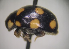 Brachiacantha