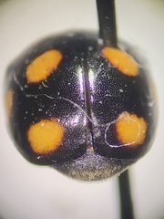 Brachiacantha