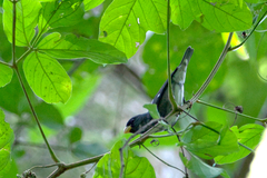 Sporophila schistacea