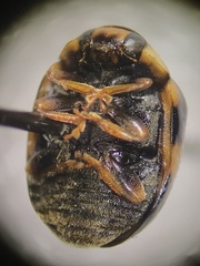 Brachiacantha