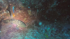Epinephelus coioides