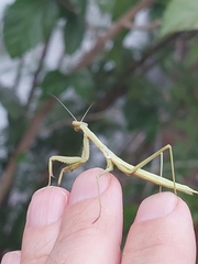 Coptopteryx gayi