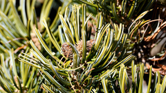 Pinus culminicola