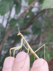 Coptopteryx gayi