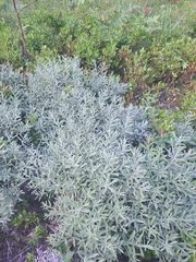 Salix humilis tristis