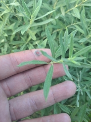 Salix humilis tristis