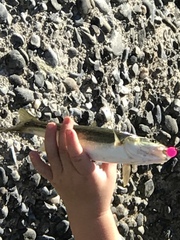 Ptychocheilus umpquae