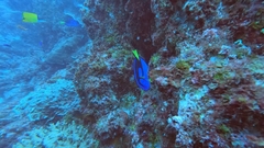 Paracanthurus hepatus